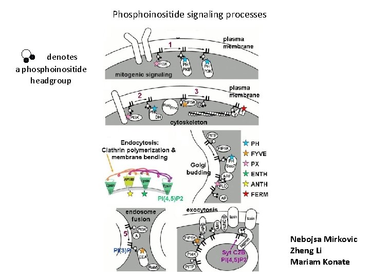 Phosphoinositide signaling processes denotes a phosphoinositide headgroup Nebojsa Mirkovic Zheng Li Mariam Konate 