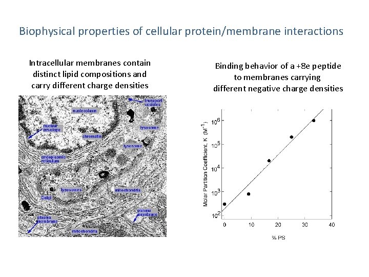 Biophysical properties of cellular protein/membrane interactions Intracellular membranes contain distinct lipid compositions and carry