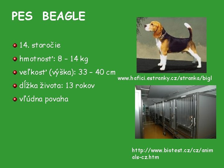 PES BEAGLE 14. storočie hmotnosť: 8 – 14 kg veľkosť (výška): 33 – 40