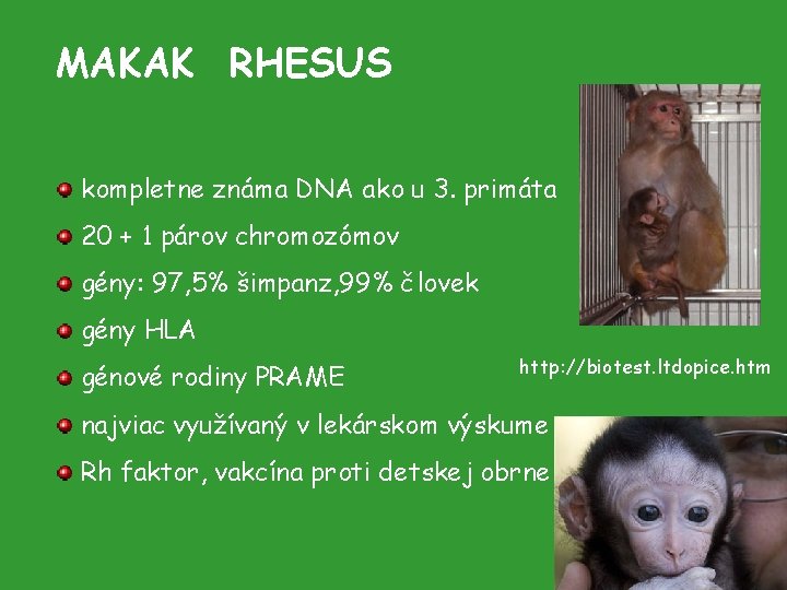 MAKAK RHESUS kompletne známa DNA ako u 3. primáta 20 + 1 párov chromozómov