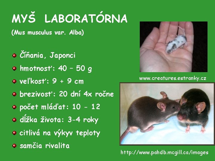 MYŠ LABORATÓRNA (Mus musculus var. Alba) Číňania, Japonci hmotnosť: 40 – 50 g veľkosť: