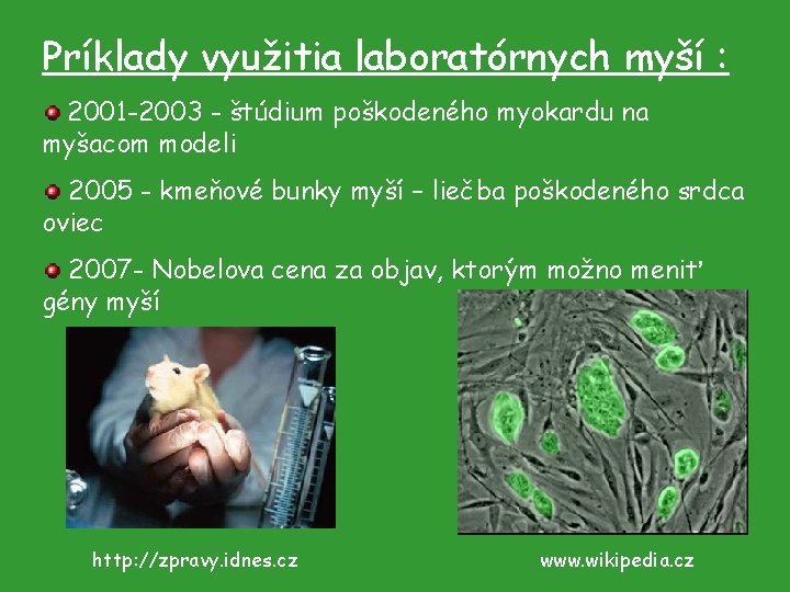 Príklady využitia laboratórnych myší : 2001 -2003 - štúdium poškodeného myokardu na myšacom modeli