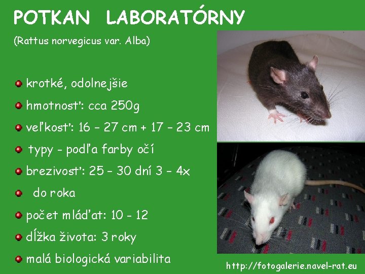 POTKAN LABORATÓRNY (Rattus norvegicus var. Alba) krotké, odolnejšie hmotnosť: cca 250 g veľkosť: 16