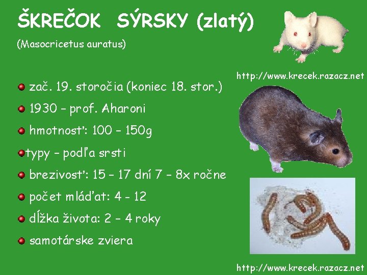 ŠKREČOK SÝRSKY (zlatý) (Masocricetus auratus) zač. 19. storočia (koniec 18. stor. ) http: //www.