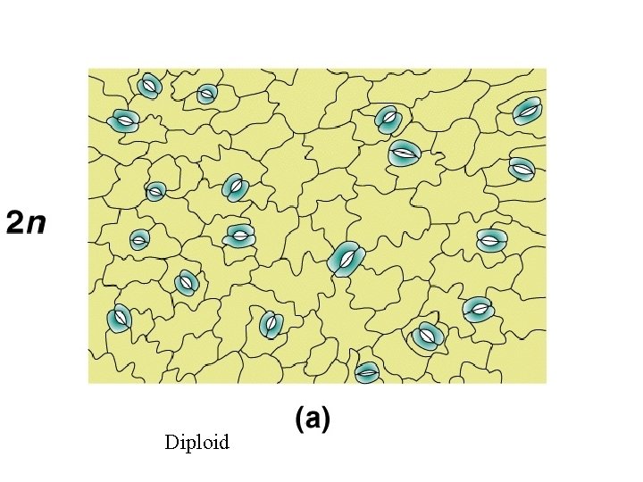 Diploid 