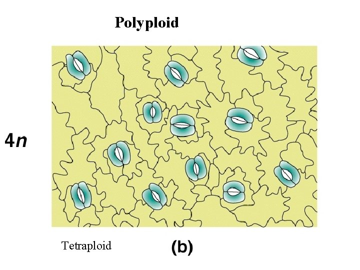 Polyploid Tetraploid 