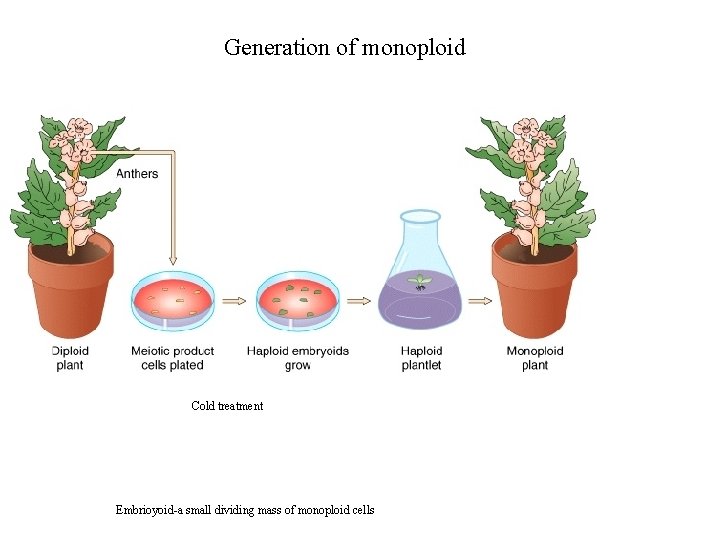 Generation of monoploid Cold treatment Embrioyoid-a small dividing mass of monoploid cells 