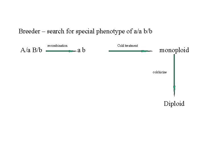 Breeder – search for special phenotype of a/a b/b A/a B/b recombination ab Cold