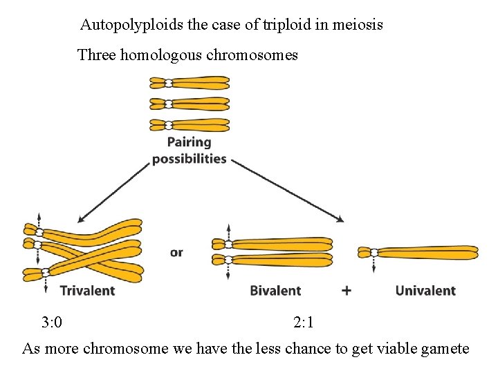 Autopolyploids the case of triploid in meiosis Three homologous chromosomes 3: 0 2: 1