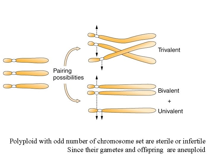 Polyploid with odd number of chromosome set are sterile or infertile Since their gametes