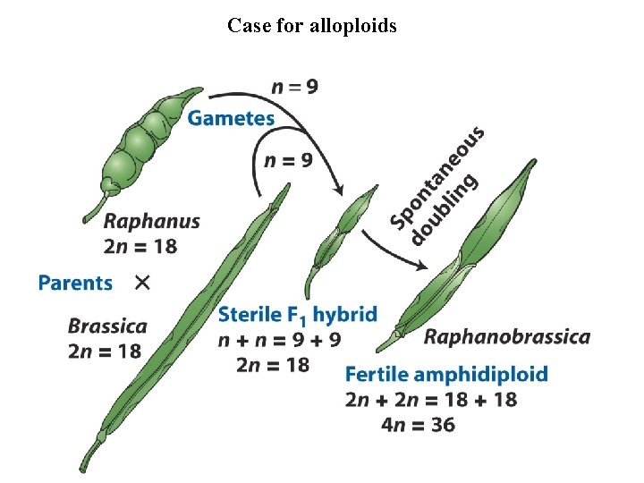 Case for alloploids 