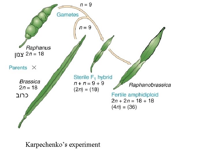  צנון כרוב Karpechenko’s experiment 