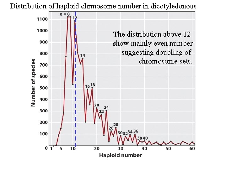 Distribution of haploid chrmosome number in dicotyledonous The distribution above 12 show mainly even