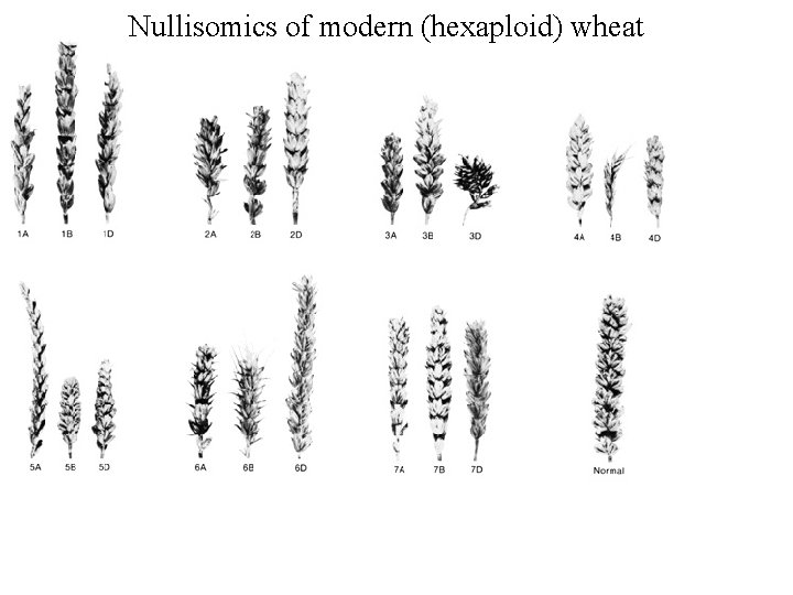 Nullisomics of modern (hexaploid) wheat 