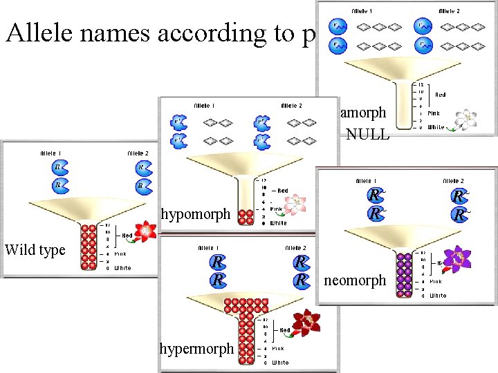 Allele names according to phenotype amorph NULL R~ R~ hypomorph Wild type R R