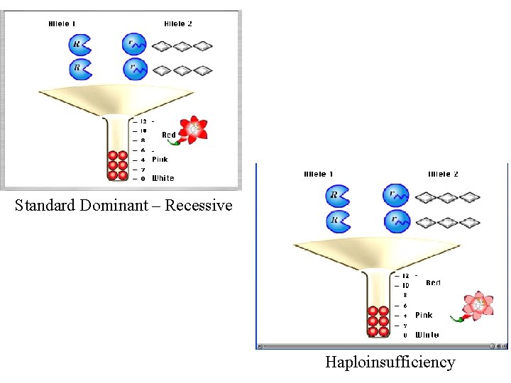 Standard Dominant – Recessive Haploinsufficiency 