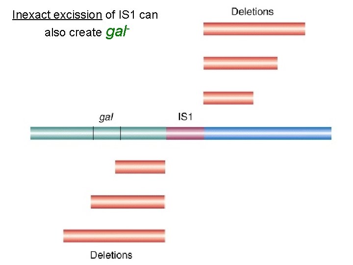 Inexact excission of IS 1 can also create gal- 