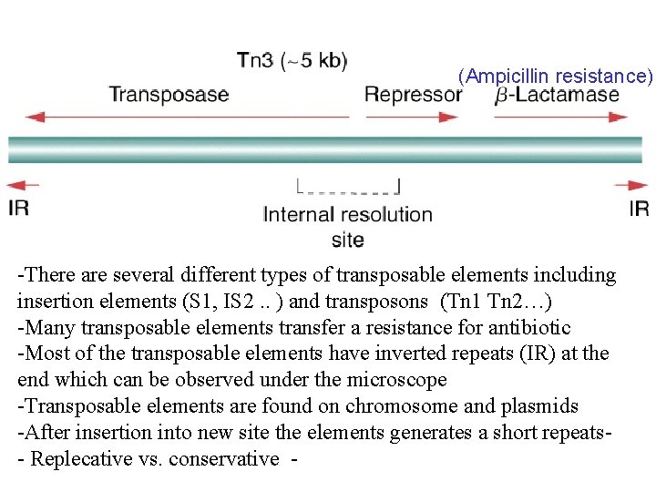 (Ampicillin resistance) -There are several different types of transposable elements including insertion elements (S