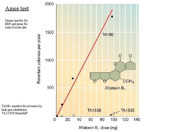 Ames test Strains inactive for BER and prone for entry if molecules TA 100