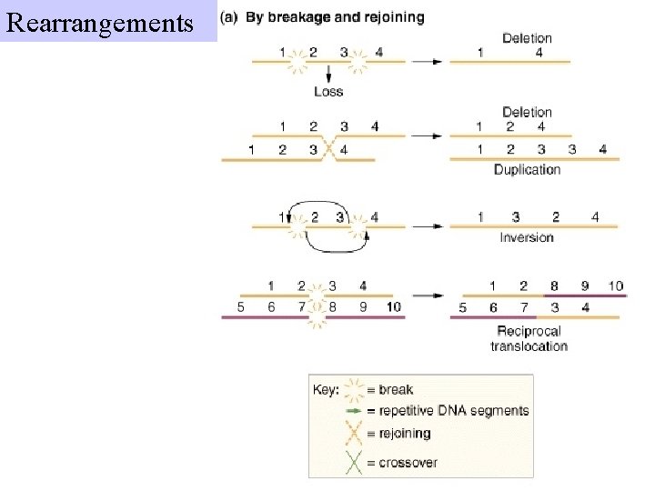 Rearrangements 