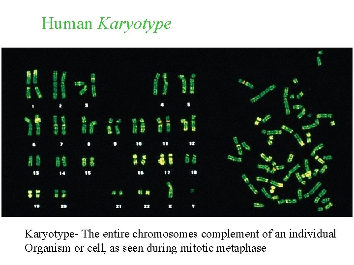 Human Karyotype Lyse Cell and its Nucleus Karyotype- The entire chromosomes complement of an