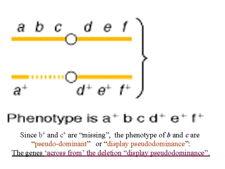 Since b+ and c+ are “missing”, the phenotype of b and c are “pseudo-dominant”