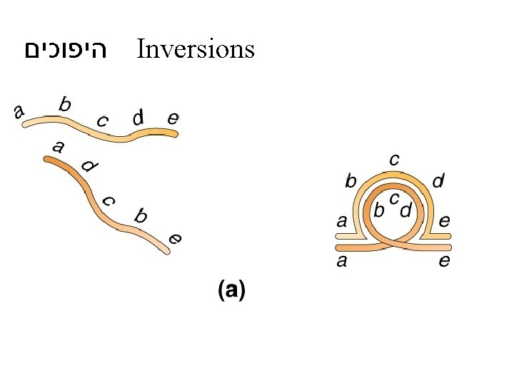  היפוכים Inversions 