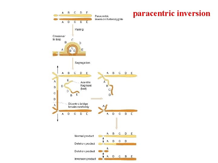 paracentric inversion 