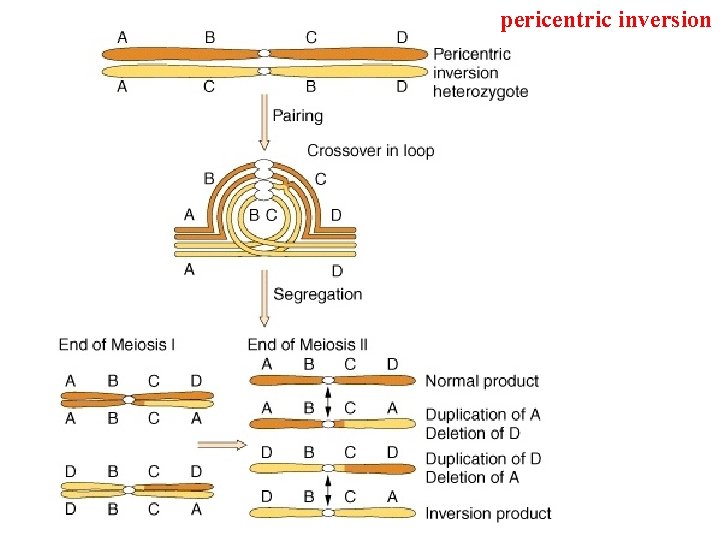 pericentric inversion 