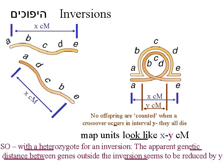  היפוכים Inversions x c. M y c. M No offspring are ‘counted’ when