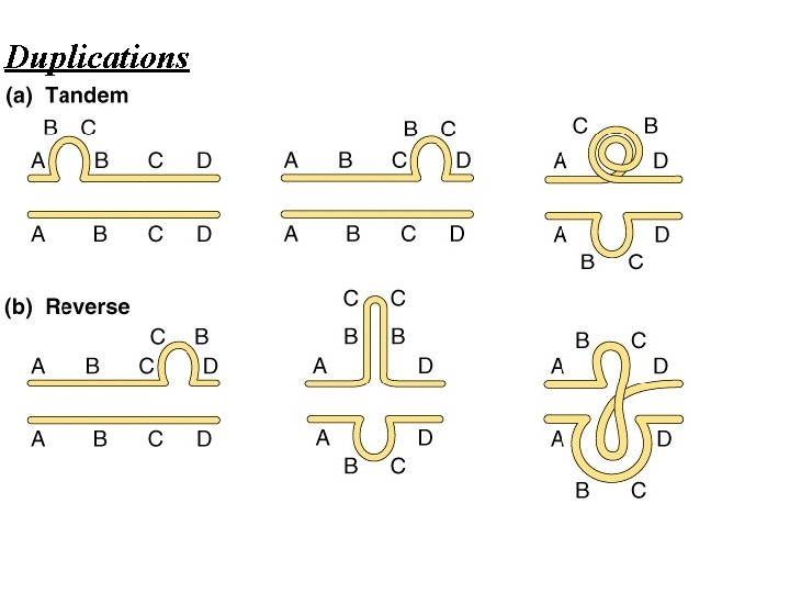 Duplications 