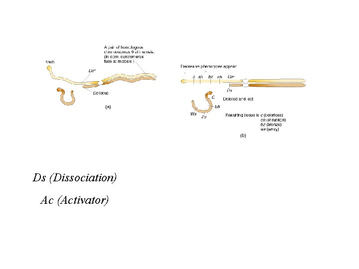 Ds (Dissociation) Ac (Activator) 