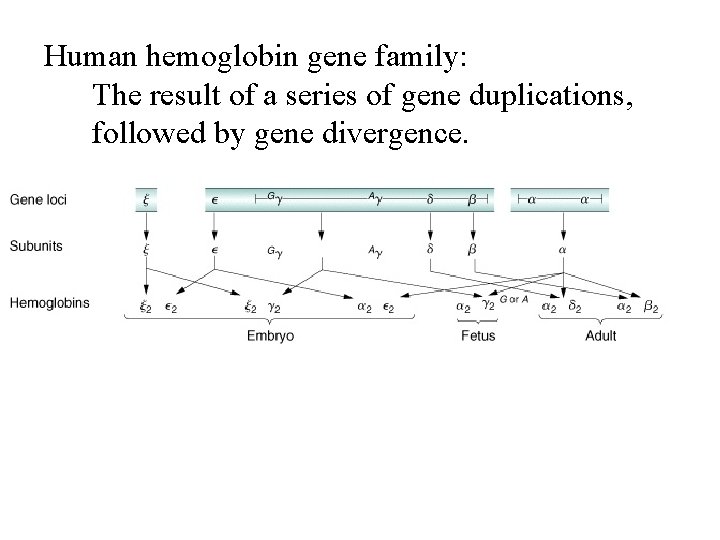 Human hemoglobin gene family: The result of a series of gene duplications, followed by