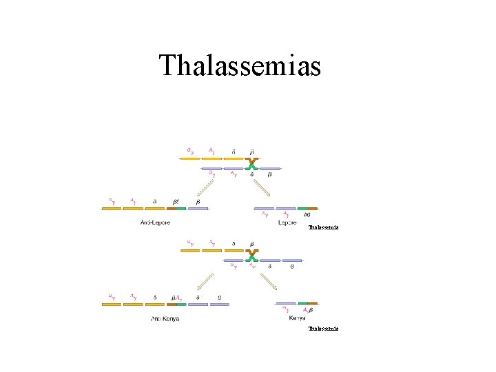 Thalassemias Thalassemia 