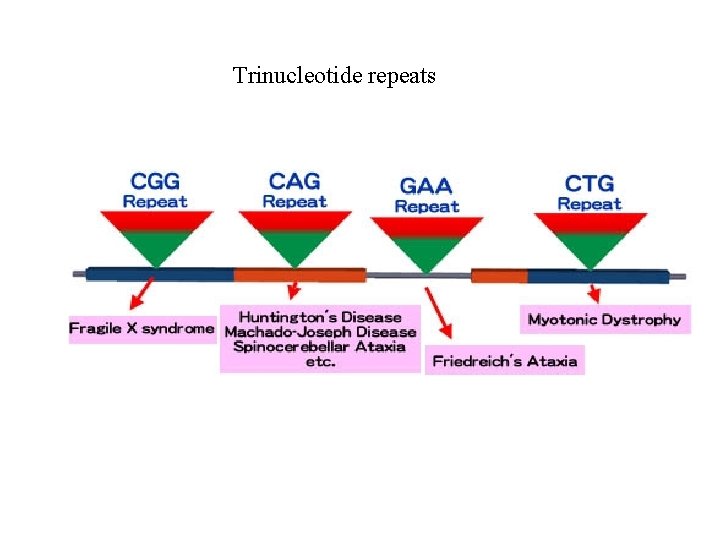 Trinucleotide repeats 