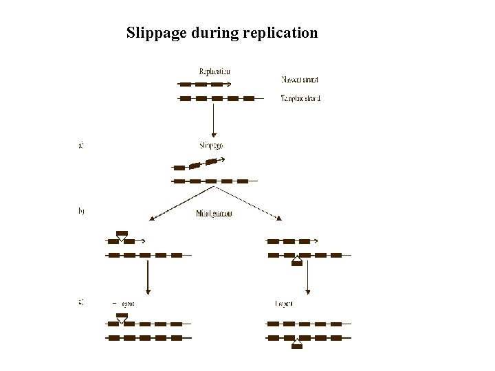 Slippage during replication 