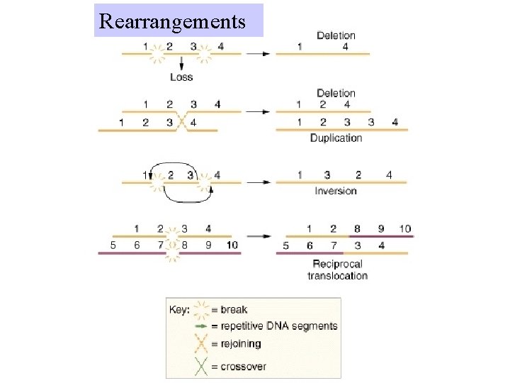 Rearrangements 