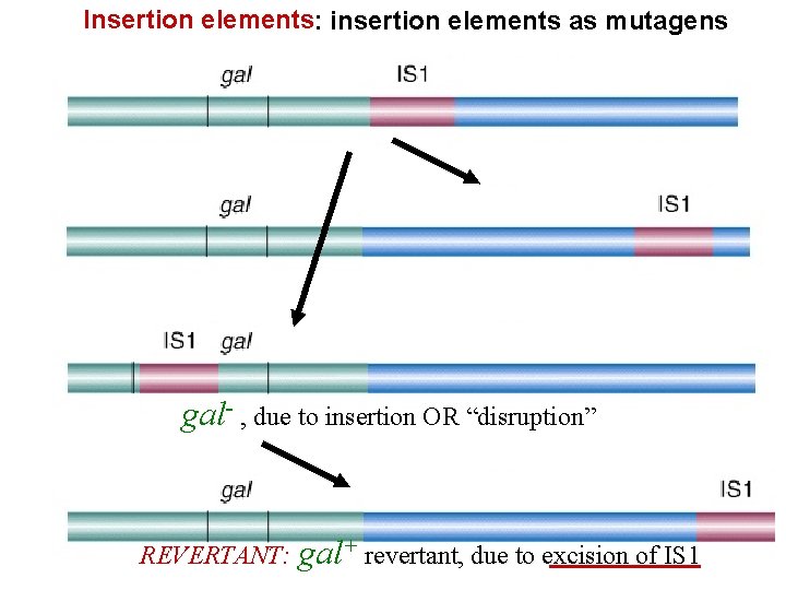 Insertion elements: insertion elements as mutagens gal- , due to insertion OR “disruption” REVERTANT: