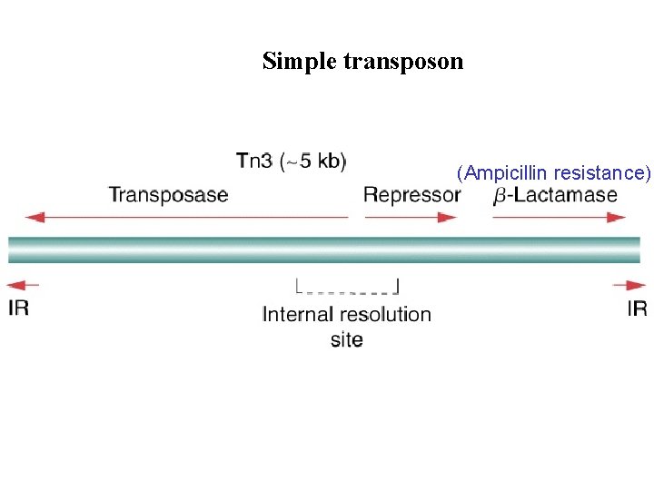 Simple transposon (Ampicillin resistance) 