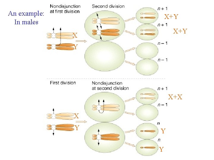 An example: In males X+Y X Y X+X X Y Y Y 