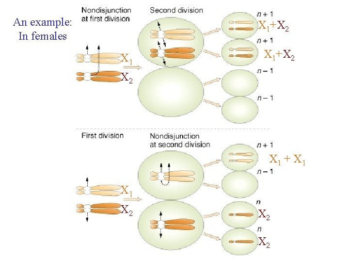 An example: In females X 1+X 2 X 1+ X 2 X 1 +