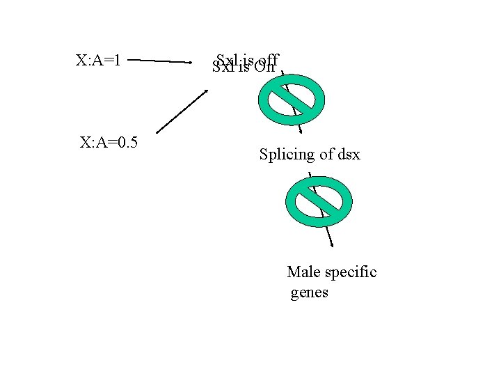 X: A=1 X: A=0. 5 Sxlisis. On off Sxl Splicing of dsx Male specific