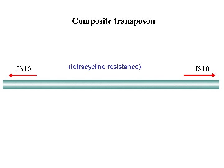 Composite transposon IS 10 (tetracycline resistance) IS 10 