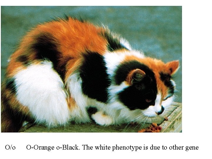O/o O-Orange o-Black. The white phenotype is due to other gene 