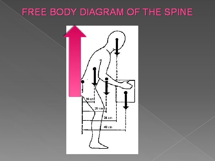 FREE BODY DIAGRAM OF THE SPINE 