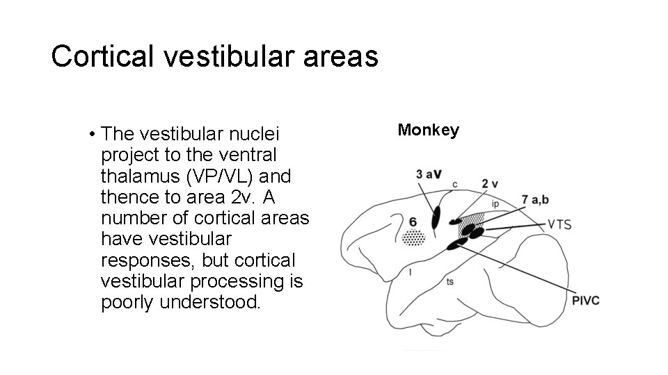 Cortical vestibular areas • The vestibular nuclei project to the ventral thalamus (VP/VL) and