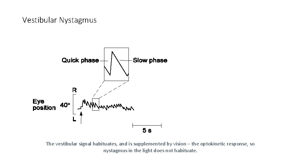 Vestibular Nystagmus The vestibular signal habituates, and is supplemented by vision – the optokinetic