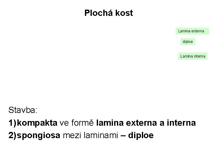 Plochá kost Lamina externa diploe Lamina interna Stavba: 1) kompakta ve formě lamina externa