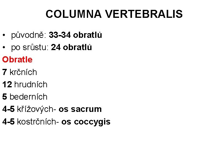 COLUMNA VERTEBRALIS • původně: 33 -34 obratlů • po srůstu: 24 obratlů Obratle 7