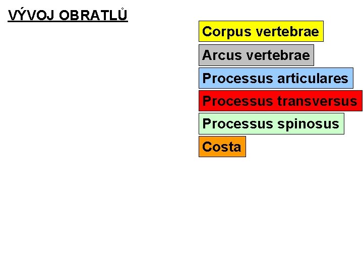VÝVOJ OBRATLŮ Corpus vertebrae Arcus vertebrae Processus articulares Processus transversus Processus spinosus Costa 